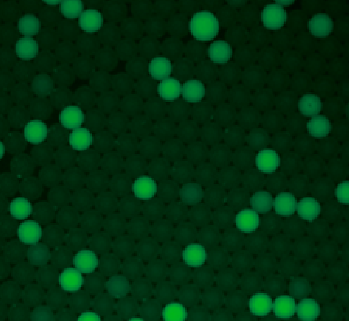 Single Molecules Dynamic & Detection