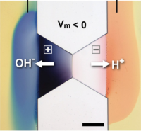 Research Interest - Electrokinetics and Biosensing