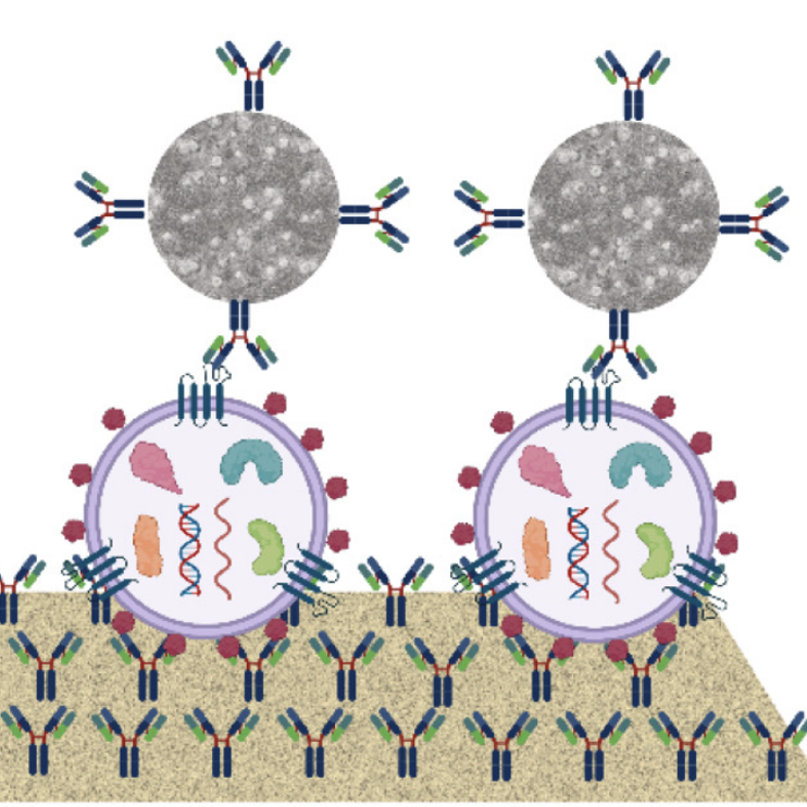 Research Interest -Extracellular Vesicle Diagnostics