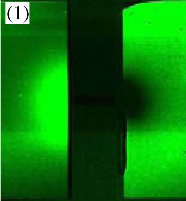 Single Molecules Dynamic & Detection